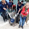 ФОТО и ВИДЕО: Операция по спасению животных из “худшего зоопарка Европы”