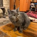 Хозяйка в шоке: кто-то покрасил ее кота в серебряный цвет
