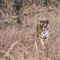 REISIIDEE LOOMAFÄNNILE | Viis parimat sihtkohta planeedil Maa, kus näeb veel tiigreid nende loomulikus elukeskkonnas