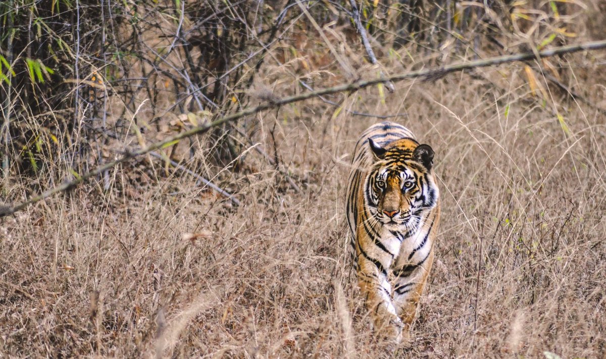 Bengali tiiger Bandhavgarh rahvuspargis