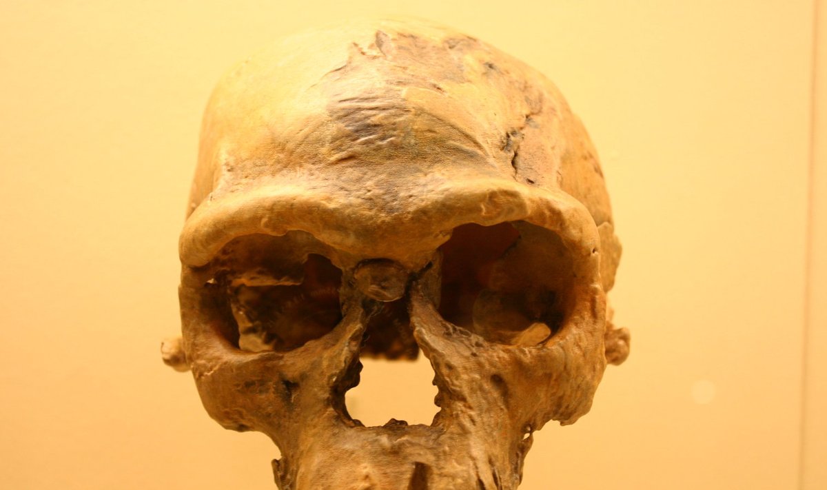Leiukoht Jebel Irhoud. Homo sapiensi kolju, 160 000 aastat vana. 