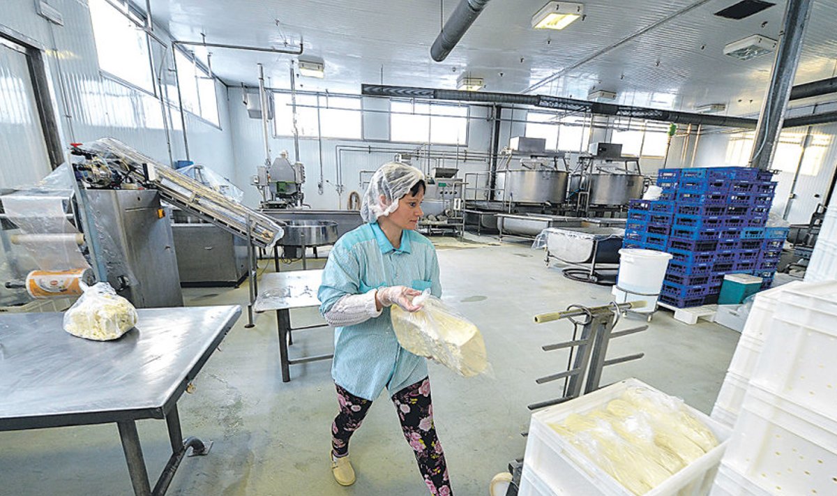 Kohupiima pakendamine Vigala Piimatööstuses. Ettevõte töötab praegu veel 30% võimsusega.