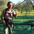 Itaalia: Oliivikorjamine