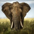 Me polegi süüdi, et Aafrikas liigid välja surevad? Teadlased pakuvad alternatiivse teooria