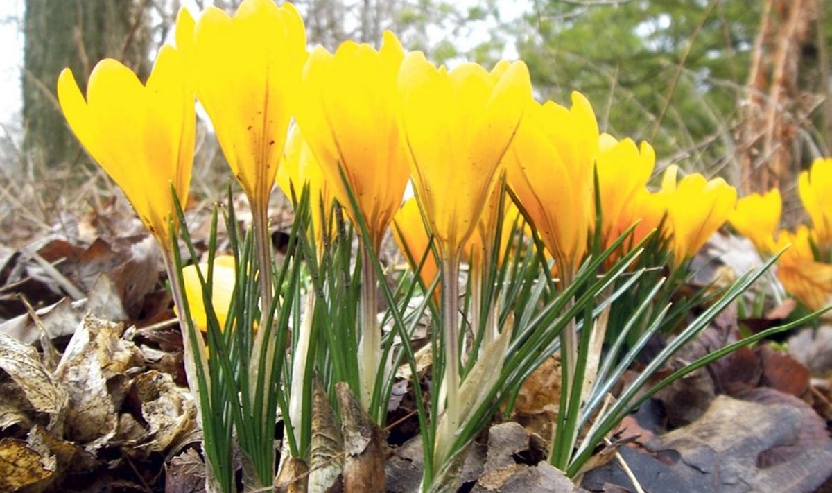 Krookused tekitavad kevadel aeda esimesi värvilaike. Repro