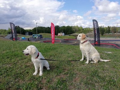 Kiviõli seiklusparki on oodatud ka koerad