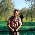 VIDEO: Vaadake, kuidas korjatakse Itaalias tänapäeval puudelt oliive