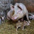 КАРТА: Свиная чума захватила почти всю Эстонию