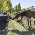 FOTOD: Perepäev Hipodroomil: traavivõistluse jälgimise kõrval saab ka ise ratsutada ja hobustele porgandeid sööta