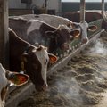 Loomakasvatajad paluvad eelisjärjekorras vaktsineerimist: lehmad end ise ei lüpsa