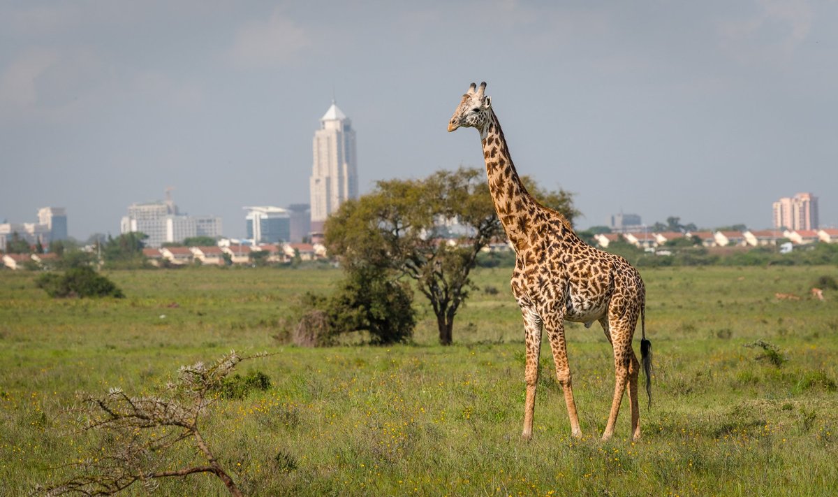 Kaelkirjak ja Nairobi