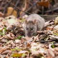 Hiired-rotid võivad talvel aias külmast rohkemgi pahandust teha