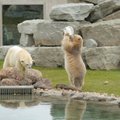 DELFI FOTOD | Tallinna loomaaia jääkarumaailm avati uhke peoga, juba homsest oodatakse kõiki huvilisi külla