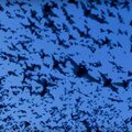 VIDEO: 20 miljonit nahkhiirt lendavad koopast välja öist ampsu võtma
