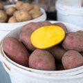 Kuiv suvi ajas kartulihinnad üles. Vaata, milline on hind sinu lähimal turul!