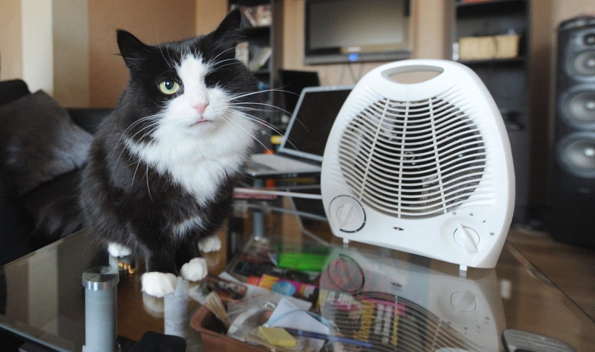 Kui tuba on külm, ei karda isegi kõige kartlikum kass puhuri tuult ega häält.