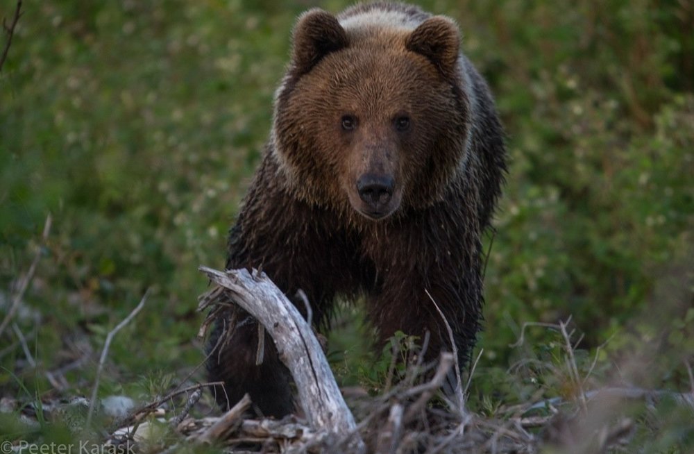 Give bear. Бурый медведь Эстония. Знакомьтесь медведи. Вперед, к медведю!. Эстонская Национальная животное.