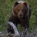 Жителей Валга достали российские медведи. Возможно, применят резиновые пули