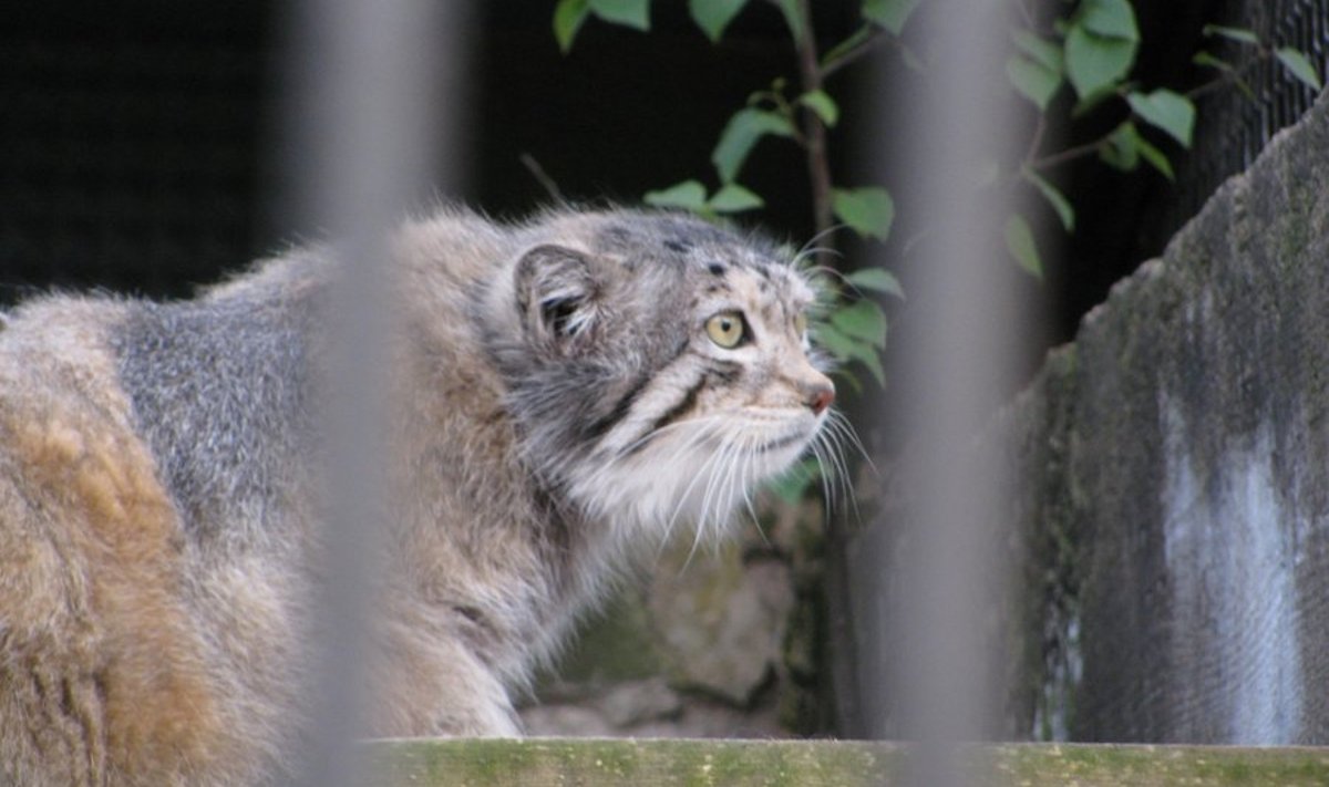 Manul; foto: Allan Aron