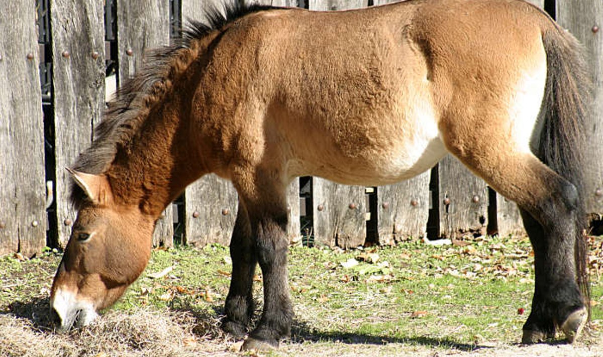 Prževalski hobune