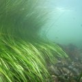 Mered roheliseks! Teadlased hakkavad Eesti rannikumerre meriheina istutama
