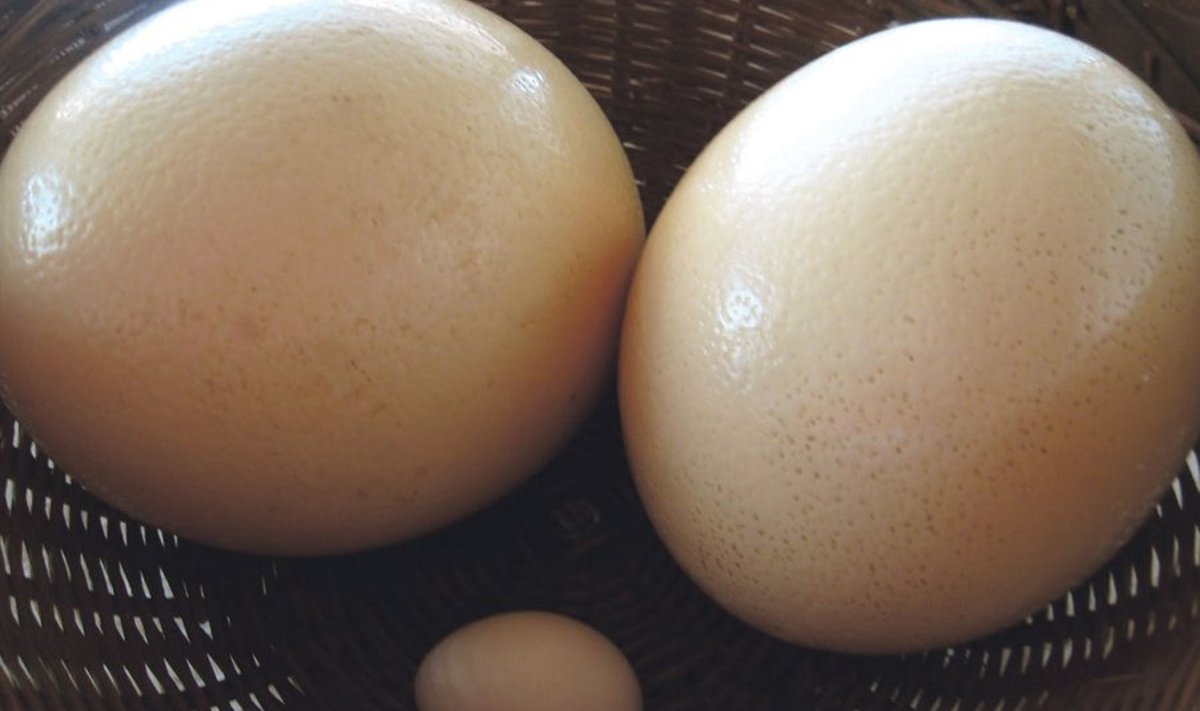 Jaanalinnu muna on tõeline hiiglane munade hulgas.