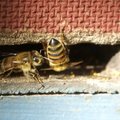 В Рийгикогу сформирована группа в поддержку пчел