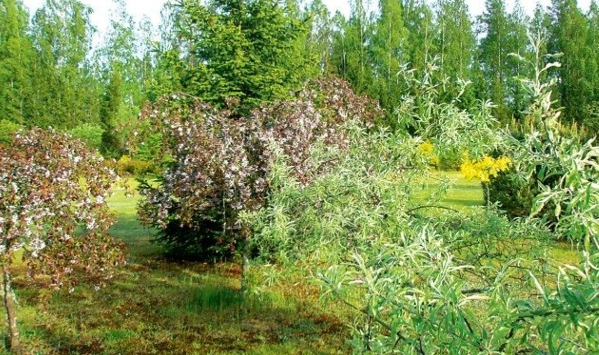 Pajulehine pirnipuu Kalsnava arboreetumis, taga õitsevad purpurõunapuud. Kollane laik on punase tamme sort ‘Aurea’.
