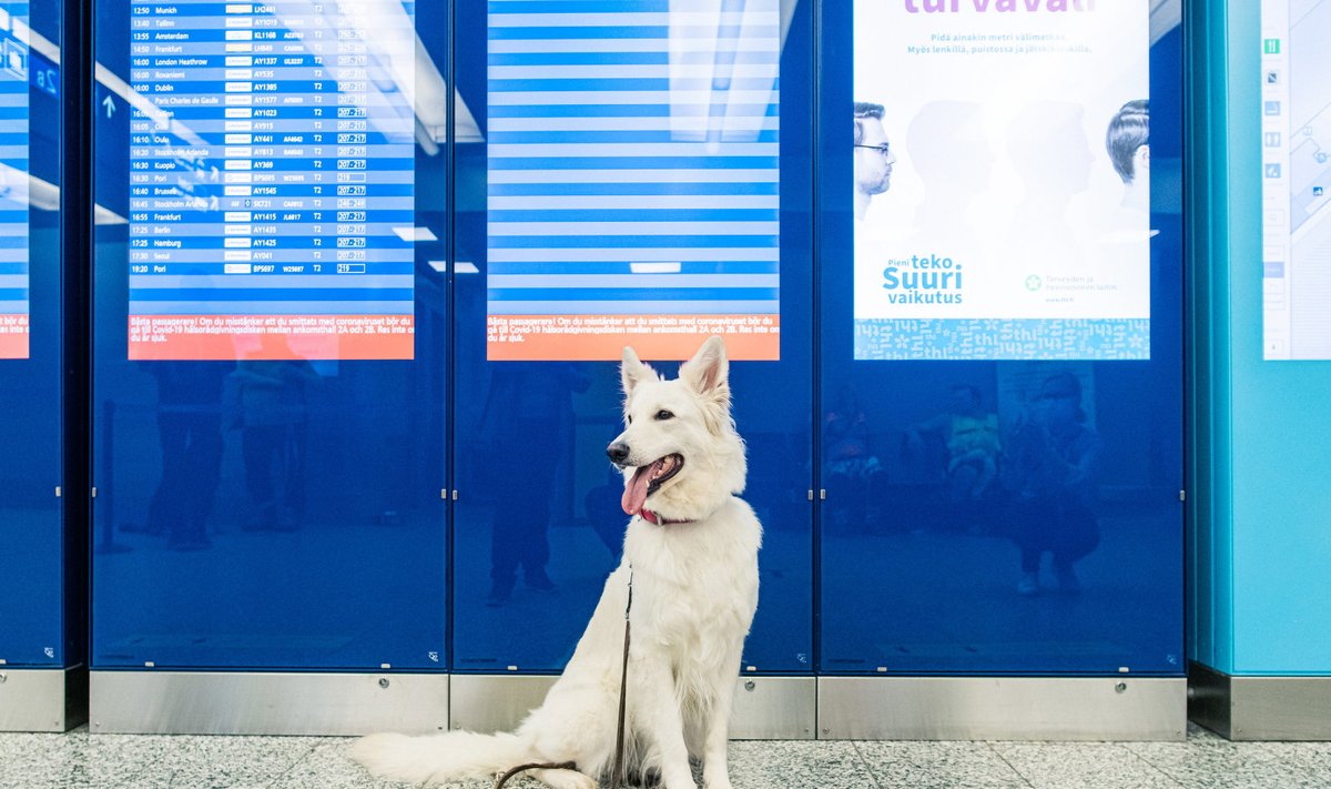 Koerad tuvastavad lennujaamas koroonaviirust.