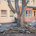 ФОТО и ВИДЕО DELFI: НКО Лидии Кылварт незаконно срубило ветки деревьев — арбористы провели акцию протеста