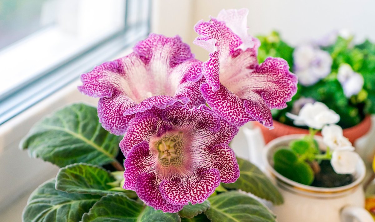 Gloxinia Sinningia kasvatab imeilusad kellukjad õied.