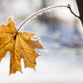 NOVEMBRI ILM | Kas jätkub soojalaine või jõuab pärale tõeline talv?