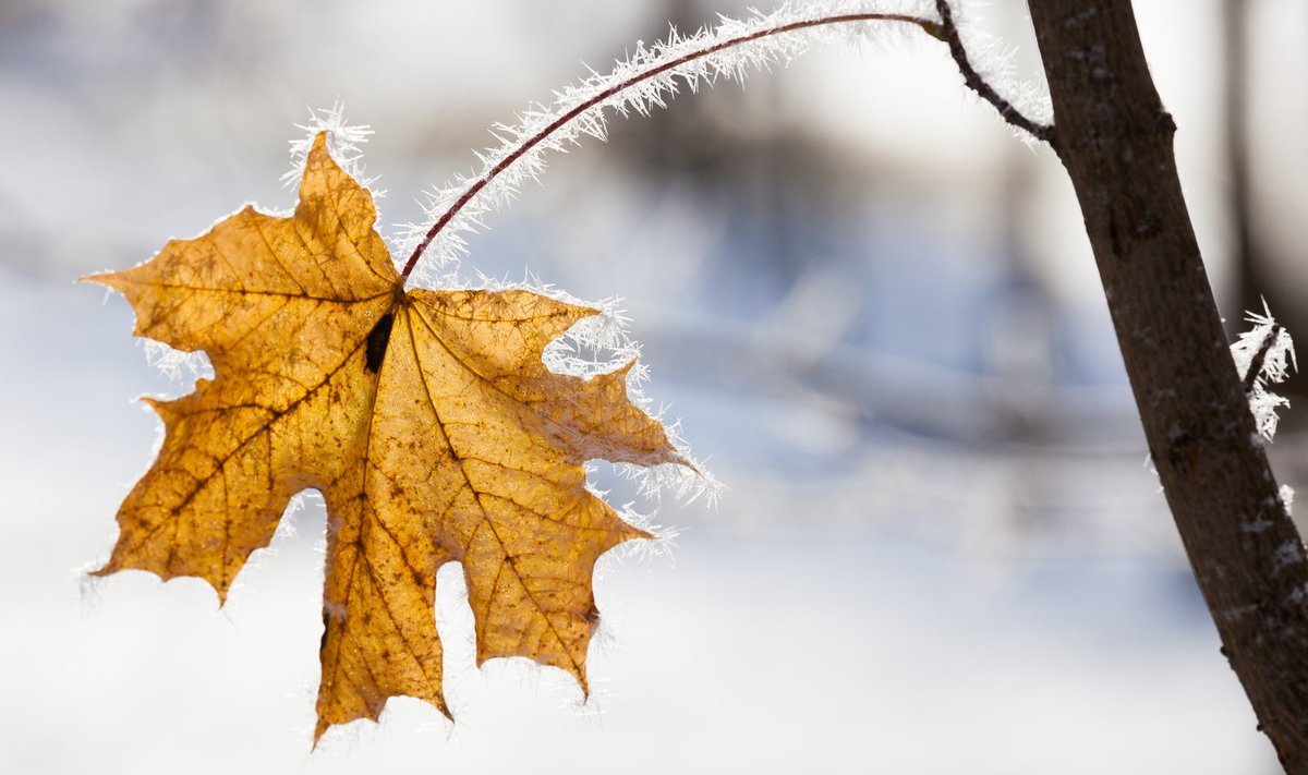 Oktoober kujunes pikaajalisest keskmisest soojemaks. Kas sama juhtub ka novembris?