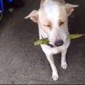Südamlik VIDEO: hulkuv koer toob tema eest hoolitsevale naisele iga päev tänutäheks uue kingituse