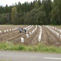 Võrumaa põllumees: iga kümnes kartul on tänavu vihma tõttu raisku läinud