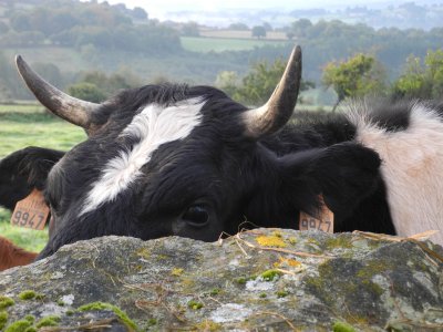 Karjakasvatus on Galicias väga levinud: lehmad mitte üksnes ei piielnud meid kiviaia tagant, vaid aeg-ajalt tuli nendega ka oma teerada jagada.