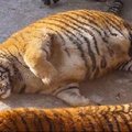 Šokeerivad FOTOD: Hiina loomapargis laisklevad eluohtlikult rasvunud tiigrid