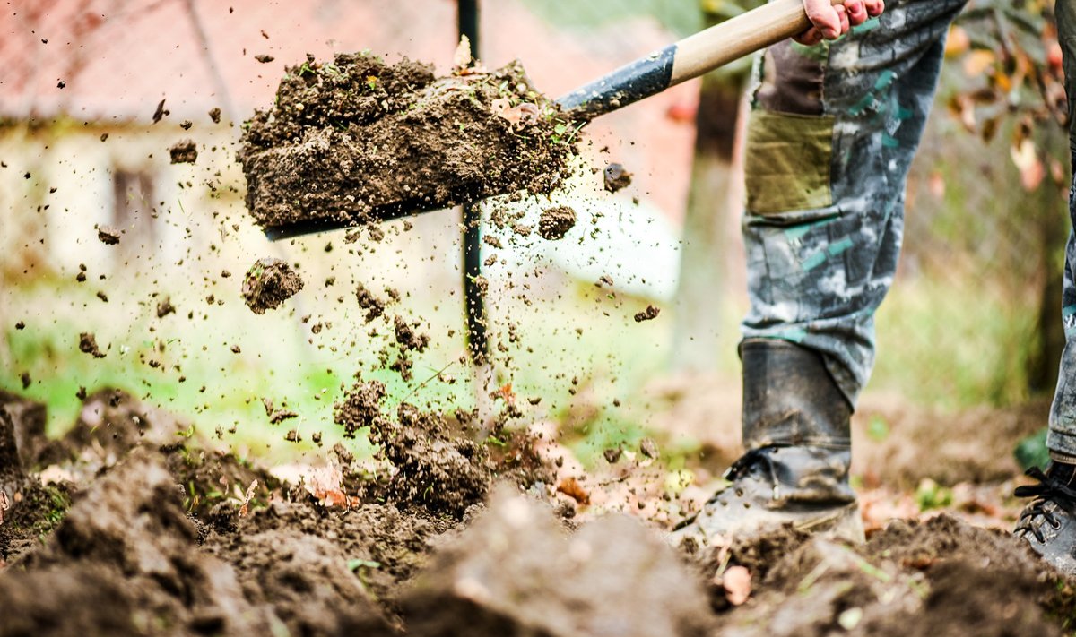 Kaevake kompost juba sügisel valmis tehtud peenardesse – nii on kevadel tööd vähem.