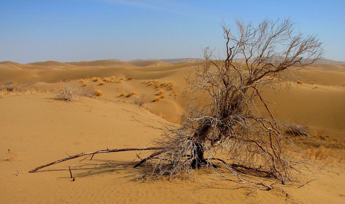 Sahara (Foto: Wikimedia Commons / mehrdad 68)