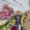 Läänemaa suurim lillekasvataja paljastab, mis on hiiglaslike amplite elujõu ja ilu saladus