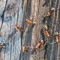 NÕUANNE: Kuidas aias sipelgapesadest lahti saada?