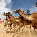 ВИДЕО: Роботы-жокеи заменили детей-наездников на верблюжьих скачках в Египте