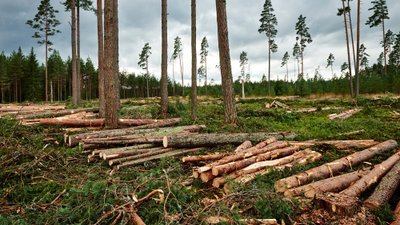 Eesti tingimustes on kõige tulemuslikum uuendada metsa lageraiega, millega luuakse taimede kasvuks soodsad valgustingimused.