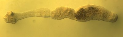 Täiskasvanud alveokokk-paeluss rebase soolest, elusuuruses on uss 1,3 mm pikkune. Vasakul on paelussi päis – sellega kinnitub ta kiskja sooleseinale (kinnitusorganitest on näha iminapad). Paremal on munasid täis lüli.