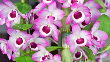 Moodne orhidee dendroobium tahab saada talvel valget kasvukohta ja soojal ajal õue suvitama