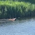 VIDEO | Vana-Vigala koolipoisid kohtusid kala püüdes üle jõe ujuva karuga