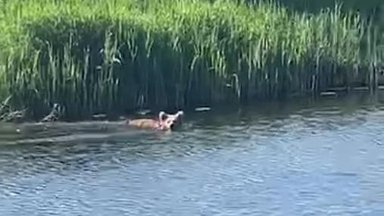 VIDEO | Vana-Vigala koolipoisid kohtusid kala püüdes üle jõe ujuva karuga