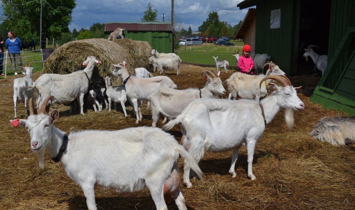 Loomad olid talupäeva magnet. Külastajate rekordi püstitas Kuusemäe talu, kus võis uudistada kõikvõimalikke loomi hobusest kitseni.