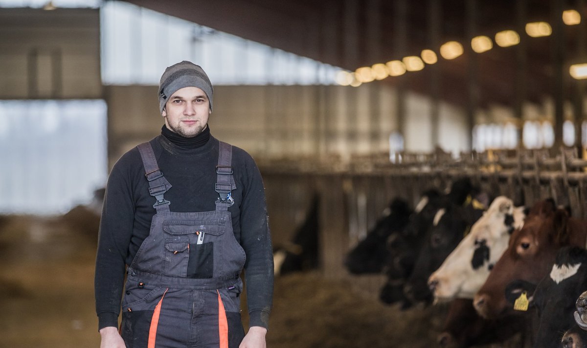 Ukraina tööline Eesti piimafarmis.