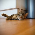 Missugune põrandakate valida, kui jagad kodu lemmikloomaga?